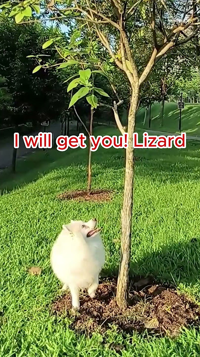 Chasing a lizard… and finding a wonderful world #shorts #dog #LizardChase #pets