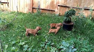 pit bull puppies by Aftershock American bully 12 views 2 years ago 2 minutes, 22 seconds