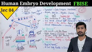 Human development class 12 | Development of embryo in human by irtisams biology