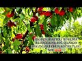 BIGBEN SHAFTOLİ KOʻCHATLARİ SOTUVDA BOR TEL+998959515353+998913971818 BOĞ YARATISH HIZMATLARI BOR 🌱🍏