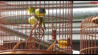 Birds White-eye (Zosteropidae): Chirping Birds Singing Contest In China - 2017