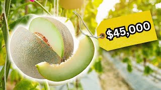 7 Most Expensive Fruits in Japan ($45,000 Melon?) | Expensive Fruits