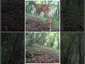 Roe deer in the woods#shorts