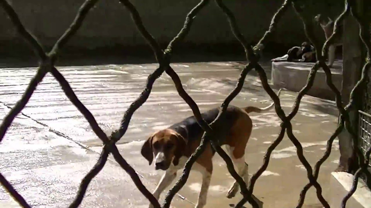 Chenil De Cheverny Passionbordercom