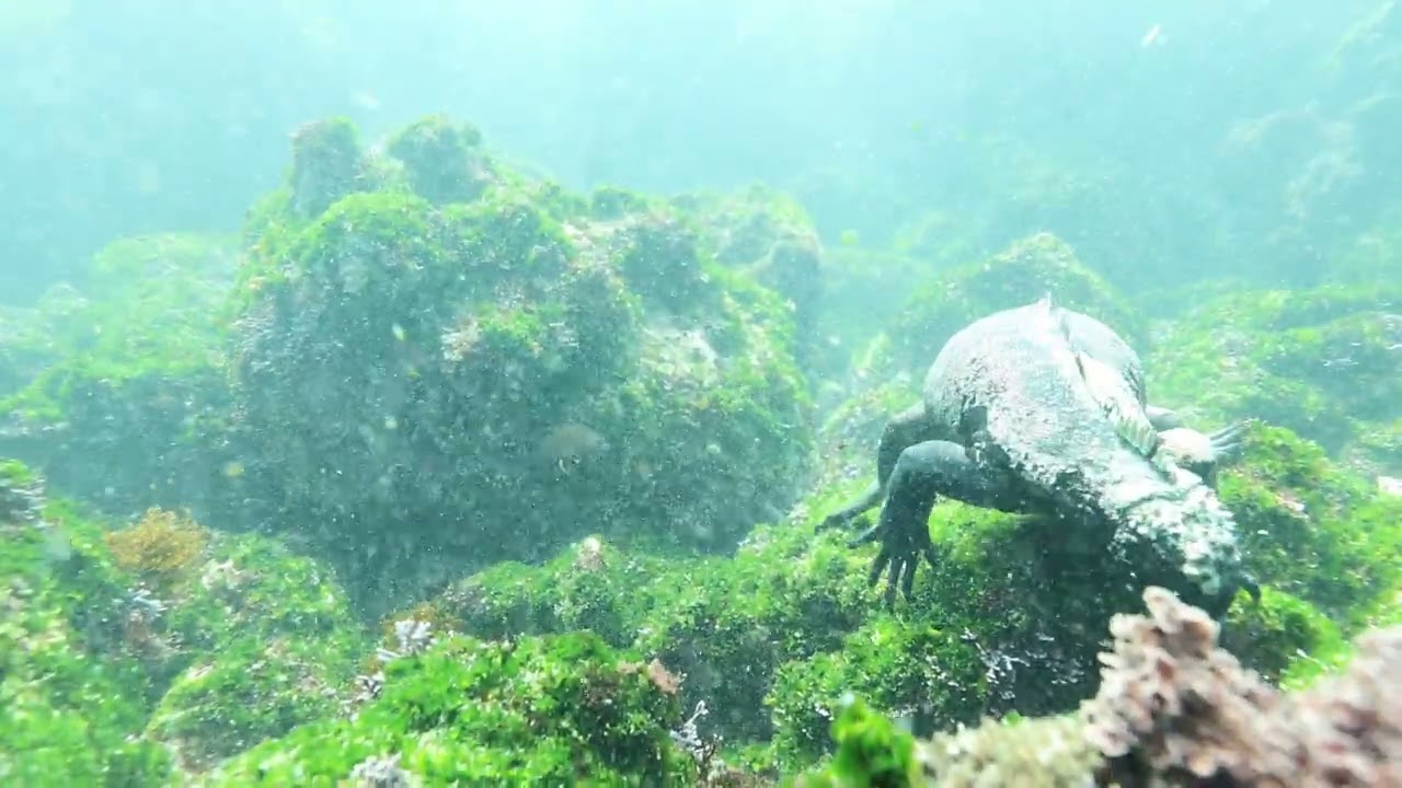 ダイバーなら一度は憧れる海、ガラパゴス ウミイグアナの神秘 | Marine