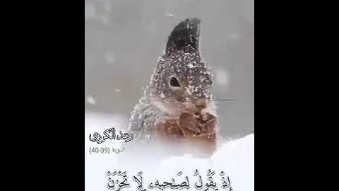 إِلَّا تَنفِرُوا يُعَذِّبْكُمْ عَذَابًا أَلِيمًا. سورة التوبة. ( 39 _ 40). 🎧