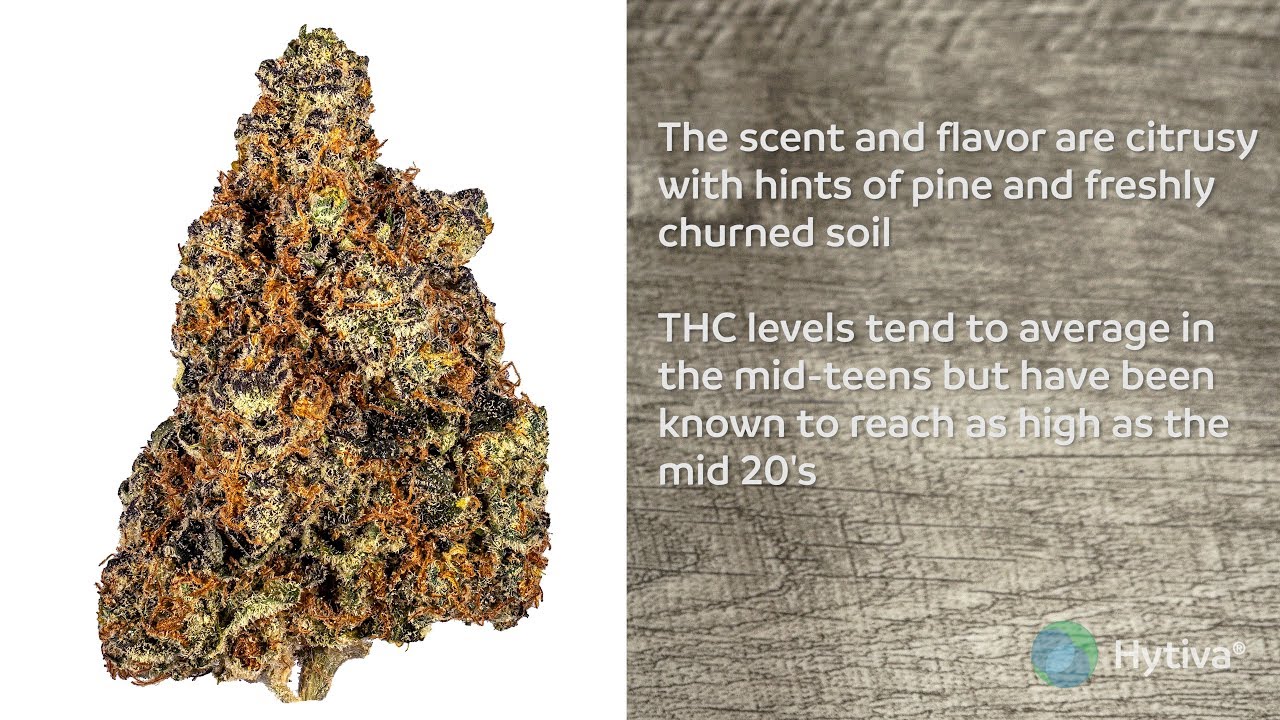 Mandarin Cookies Strain Review