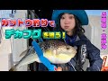 フグのカットウ釣りに初挑戦!　テクニックも大公開!【ガッ釣り関西　#069】