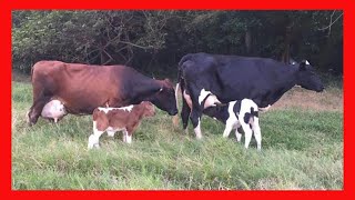 🔴 Girolando LECHERO  de registro 🏆 RANCHO EL PORVENIR ✅ (Vacas Lecheras y Carnicas)