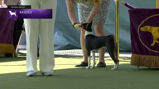 Basenjis | Breed Judging 2023