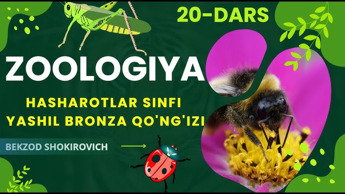Dozaxga bor