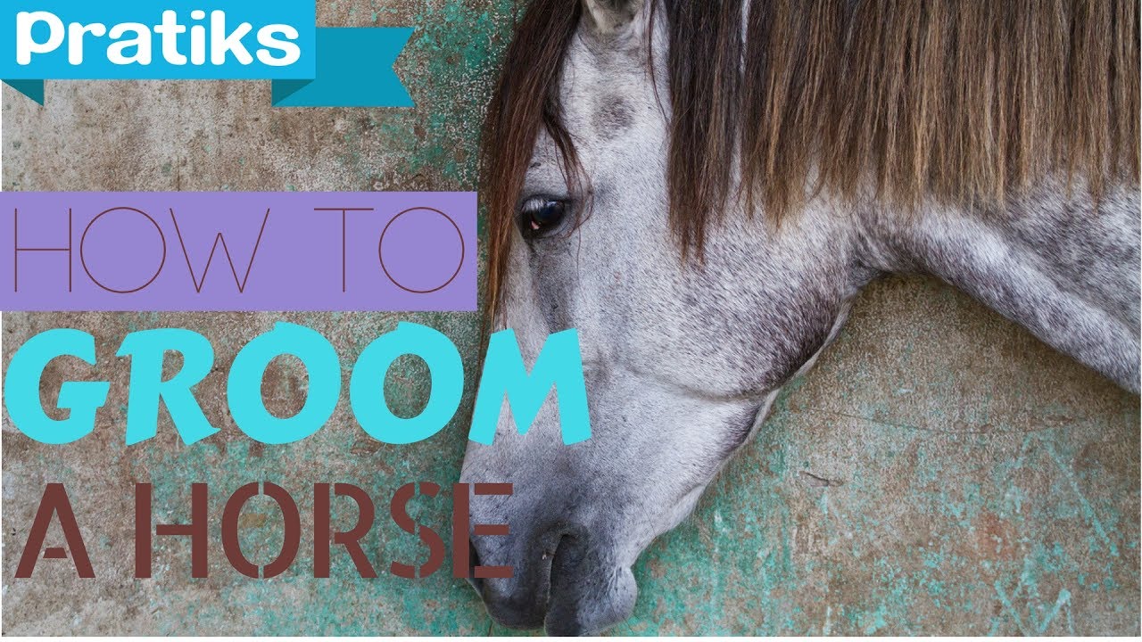 Horse Riding How to groom a horse YouTube