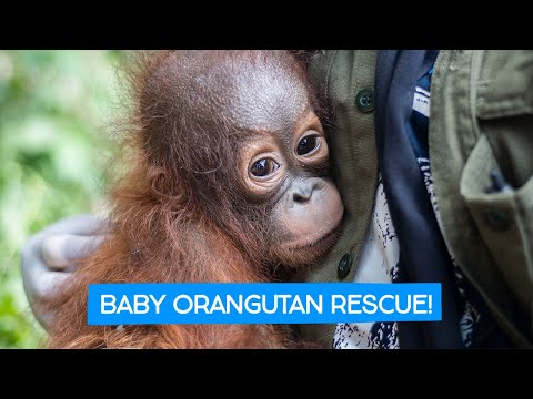 Video: Kućni ljubimac: Usvajanje nudi sipanje masti, beba Orangutan uspijeva nakon rizičnog rođenja