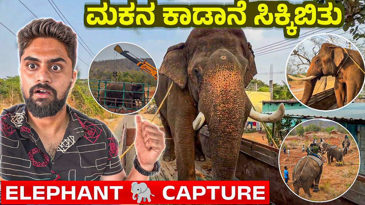 ಮಕನ ಕಾಡಾನೆ ಸಿಕ್ಕಿಬಿತು🐘😨|Abhimanyu Team vs Wild Tusker|Elephant Capture in Forest|Vikas #wildlife 