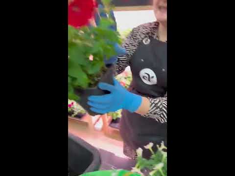 #сад #дача #огород #семена #семенаалтая - YouTube