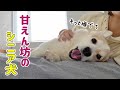 甘えると赤ちゃんみたいになるシニアコーギー