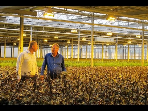 The Grower Files: Frans Bunnik van Bunnik Plants over energiemanagement