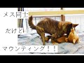 【問題行動】甲斐犬が柴犬にマウンティング！メス同士ですがこれってどうなの！？【甲斐犬・柴犬】