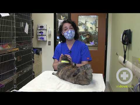 Video: Cat Urinary Issues (Generale)