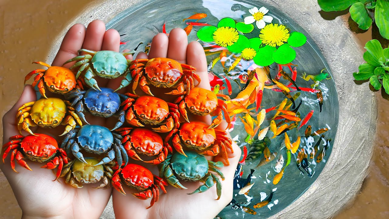 Находим милых разноцветных крабов и икру, аквариумных рыбок, детёнышей черепах, карпов, бойцовых ...