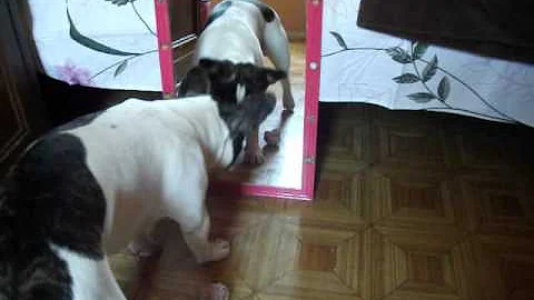 Buldogue Frances - Bruce