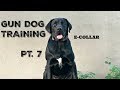 Training my DUCK DOG | Pt. 7