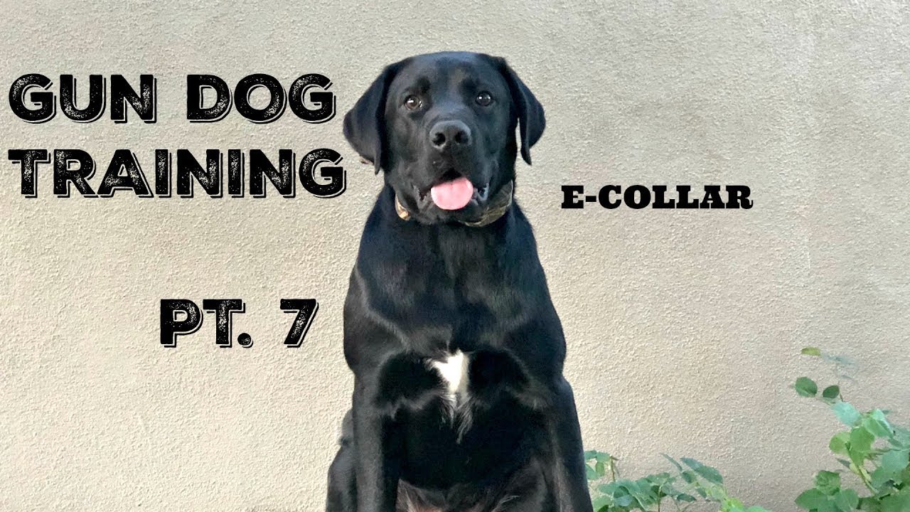 Дрессировка моей УТИНОЙ СОБАКИ | Часть 7