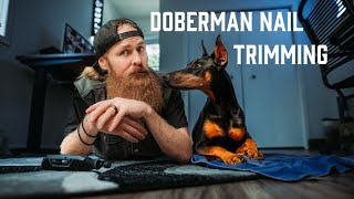 How To Trim A Dobermans Nails by BRETT CRAIGMILE 2,664 views 10 months ago 9 minutes, 48 seconds