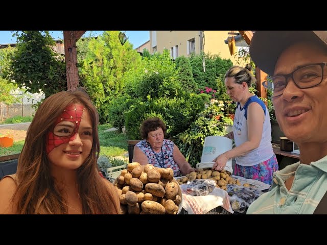 Potato Harvest Day + Sophia's Spider-Man Transformation 😅🕷