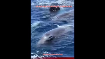 Cá nhà táng vây quanh thuyền ở Khánh hoà quá đẹp