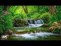 Music Therapy 🌿 Relaxing Music & Nature Sounds Helps Reduce Stress and Stop Overthinking