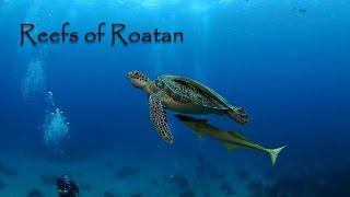 Reefs of Roatan