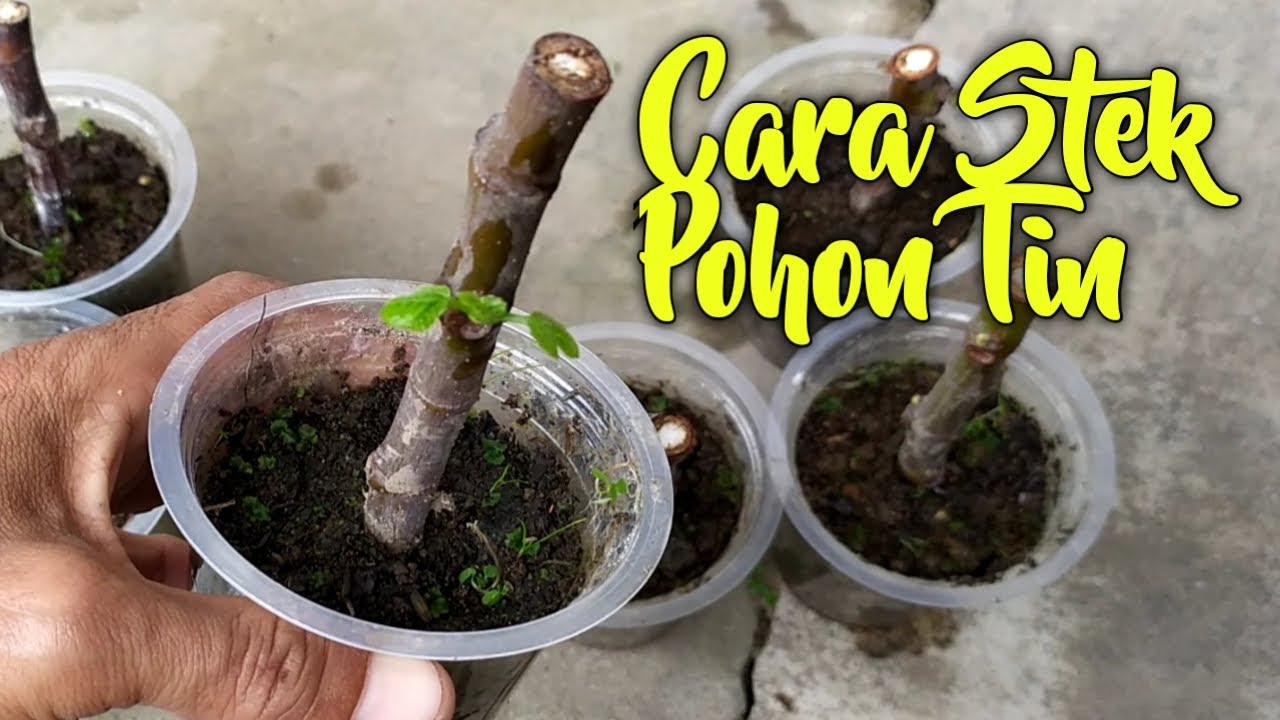 Cara sederhana stek pohon Tin Praktek 07 YouTube