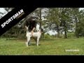 Whoa Training for Pointers - SportingDog Adventures Whoa Training for Pointers - SportingDog Adventures