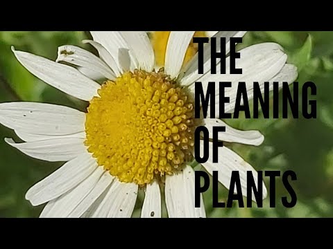 Video: Oxeye Daisy Control: Menguruskan Oxeye Daisy Perennials