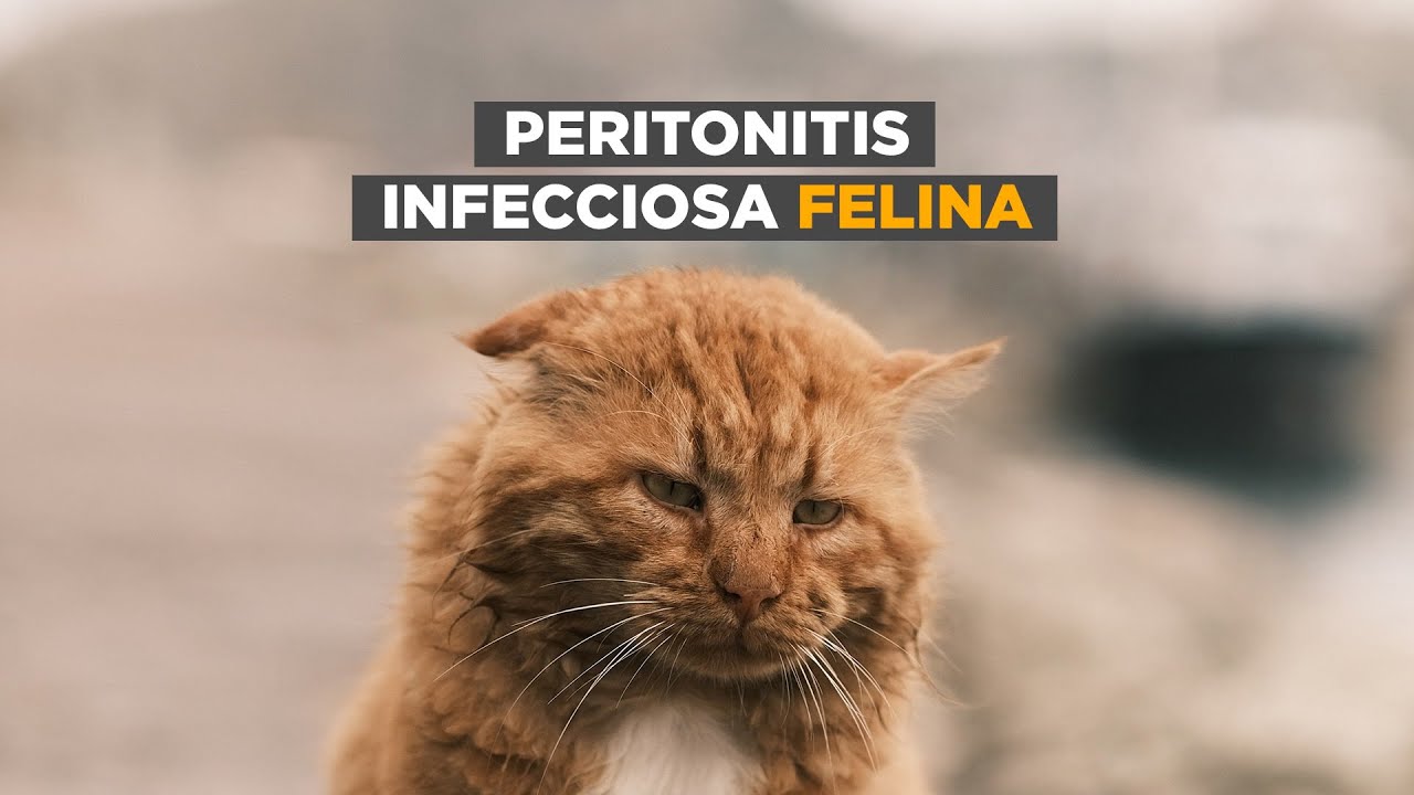 Se puede usar blastoestimulina en gatos