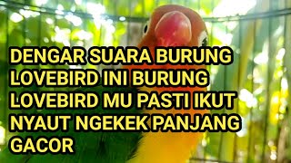 Suara Burung Lovebird Dengar Langsung Respon Nyaut Gacor Ngekek Panjang 