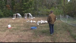 On the Farm: Virginia Turkeys