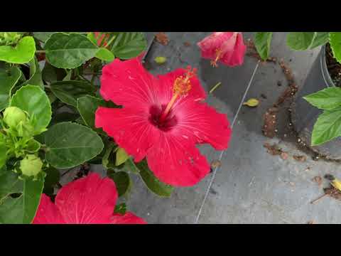 Insect Pests and Disease in Hibiscus