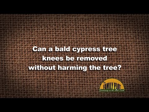 Wideo: Czy cyprysowe kolana wyrastają na drzewa?