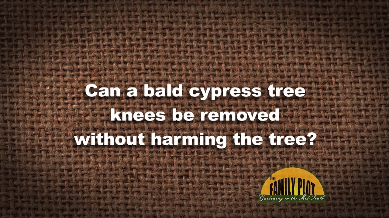 Q&A Removing Bald Cypress Knees YouTube