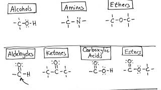 Functional Groups