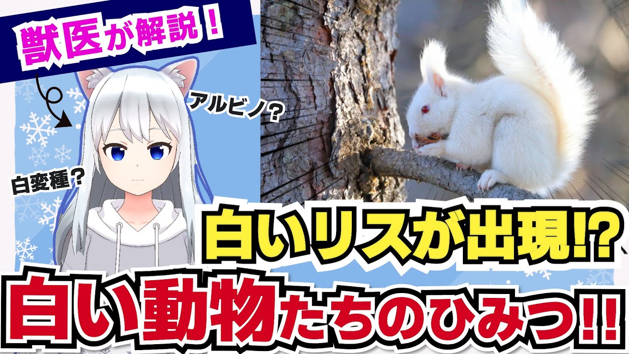 【獣医が解説】アルビノ・白変種って何? 白い動物たちの秘密!【北国ここなの動物研究室】 - YouTube