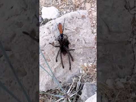 Tarantula Hawk Victorious