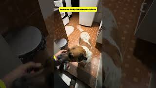 GOLDZERA  E SUA REAÇAO TODO FELIZ #funny #shorts #review #youtubeshorts  #viral #dogs #foryourpage