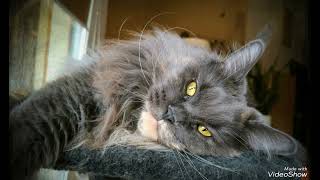 Maine Coon Ronda / Find the answer by looking into my eyes ../ ieskaties man acīs un ...