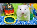 🐹Crazy Hamster Lego Maze | Hamster Escapes