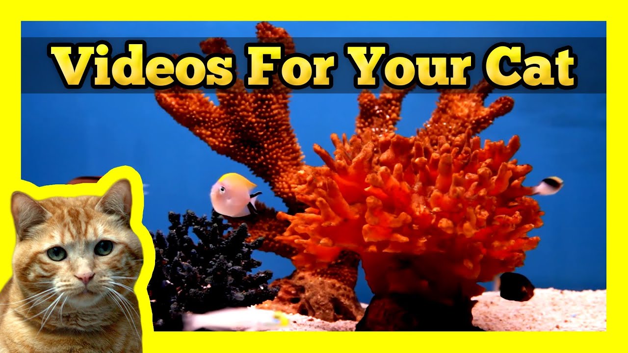 Videos for your Cat - Fish Tank 