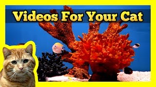 Videos for your Cat  Fish Tank (Trigger Fish, Yellow Wrasse, Domino Damsel)