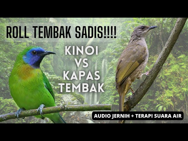 Roll tembak burung sadis !!! masteran burung kapas tembak vs kinoi | class=